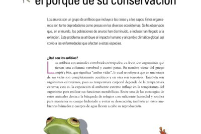 que cuidados requieren las ranas en estado silvestre