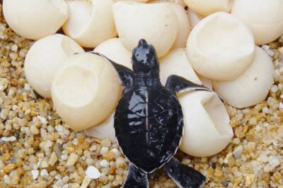 que cuidados se deben tener con los huevos de reptiles