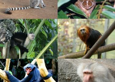 que debes conocer sobre el transporte de primates