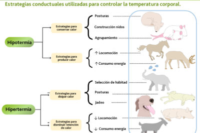 que es el sindrome de choque termico en reptiles