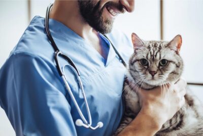 que es un veterinario de emergencia y cuando acudir