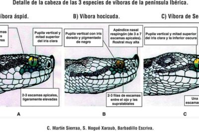 que examenes hace un veterinario a una serpiente