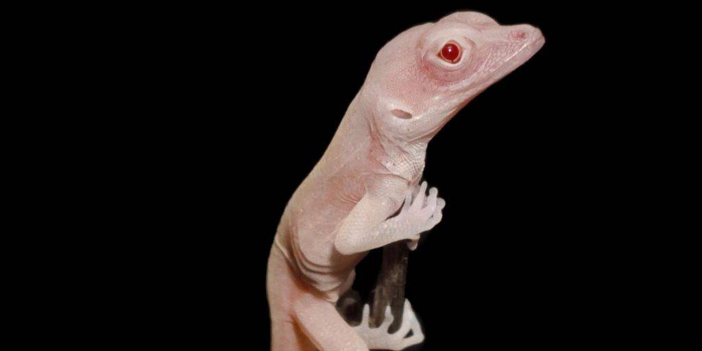 Qué importancia tiene la genética en la cría de reptiles 1 que importancia tiene la genetica en la cria de reptiles
