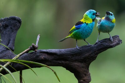 que melodia soportan mejor las aves para su salud mental