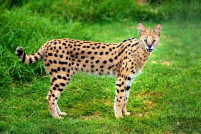 que pruebas de salud son necesarias para un gato serval