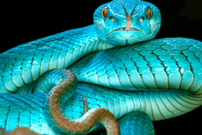 que rango de temperatura es ideal para mi serpiente