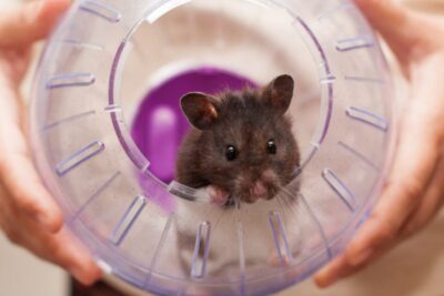 que role juegan los machos en la crianza de los hamsters