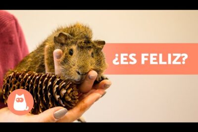 que senales indican felicidad en un conejillo de indias