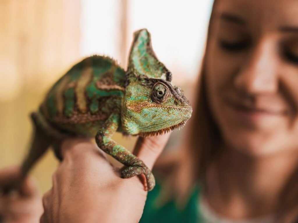 Qué significan los comportamientos sociales en reptiles 1 que significan los comportamientos sociales en reptiles