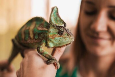 que significan los comportamientos sociales en reptiles