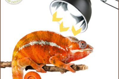 que sucede si un reptil no recibe suficiente luz