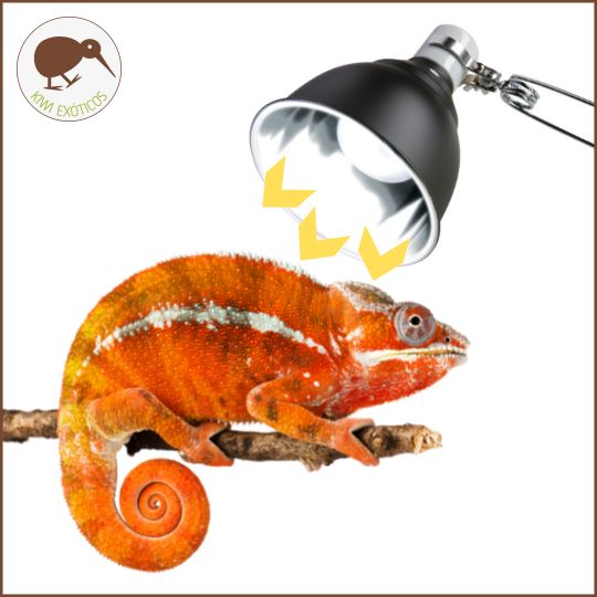 que sucede si un reptil no recibe suficiente luz