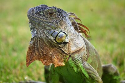que tan seguido deben reproducirse las iguanas