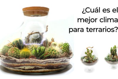 que tipo de clima es el mejor para los terrarios