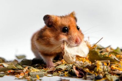 que tipo de comida usar en un alojamiento con hamsters
