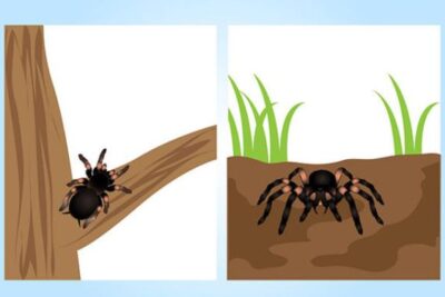 que tipo de ejercicio es adecuado para una tarantula