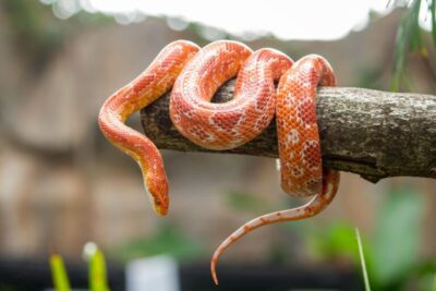 que tipo de habitat es ideal para una serpiente de maiz