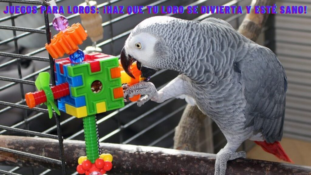 que tipo de juegos ayudan en la adaptacion de un loro