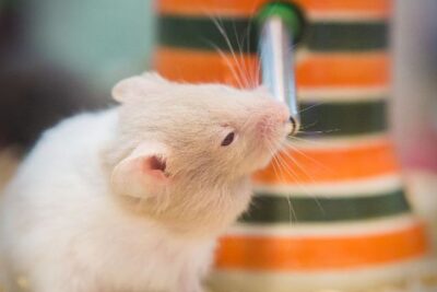 que tipo de luz es mejor para un hamster exotico