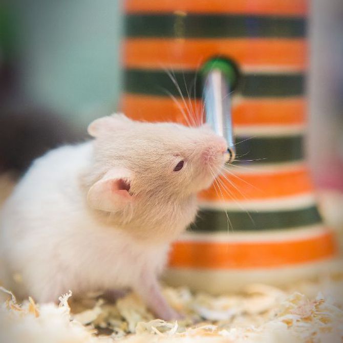Qué tipo de luz es mejor para un hámster exótico 1 que tipo de luz es mejor para un hamster