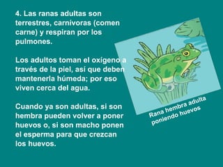 que tipo de premios motivan a las ranas a ejercitarse