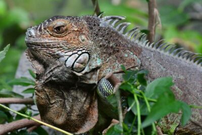 razones por las que tu iguana puede estar escondiendose