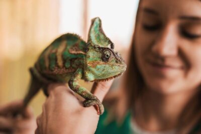 reaccion y comportamiento de los reptiles hacia sus duenos