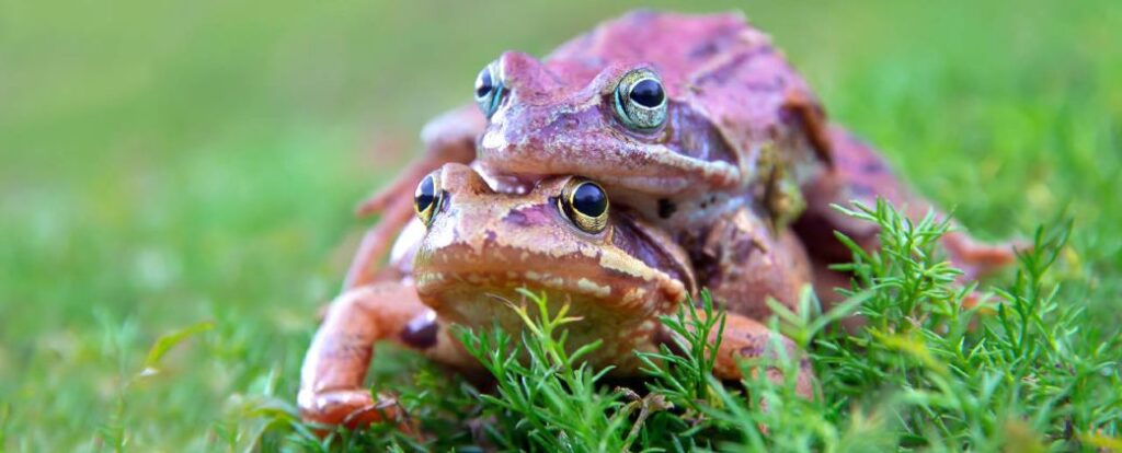 reconocimiento del comportamiento de apareamiento en ranas