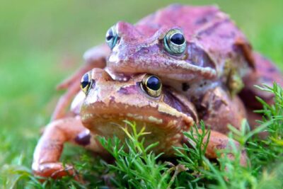 reconocimiento del comportamiento de apareamiento en ranas