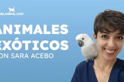 recursos para la educacion sobre salud de mascotas exoticas