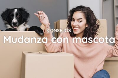 reflexiones finales sobre la mudanza con mascotas