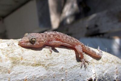 refugios que regulan la temperatura para reptiles