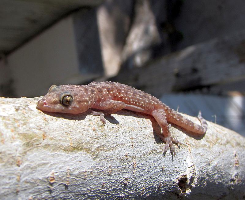 Refugios que regulan la temperatura para reptiles 1 refugios que regulan la temperatura para reptiles