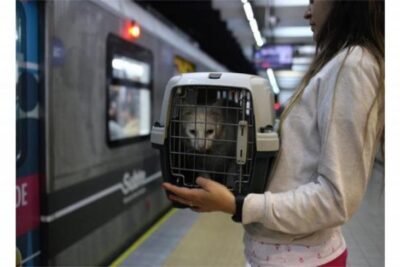 reglas sobre el transporte de animales en trenes