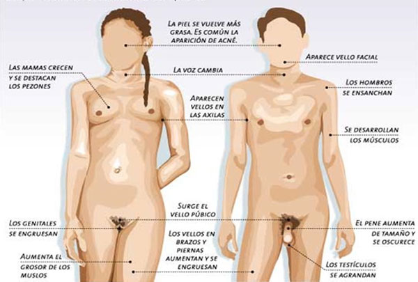 relacion entre el cuerpo humano y la sexualidad en la vida