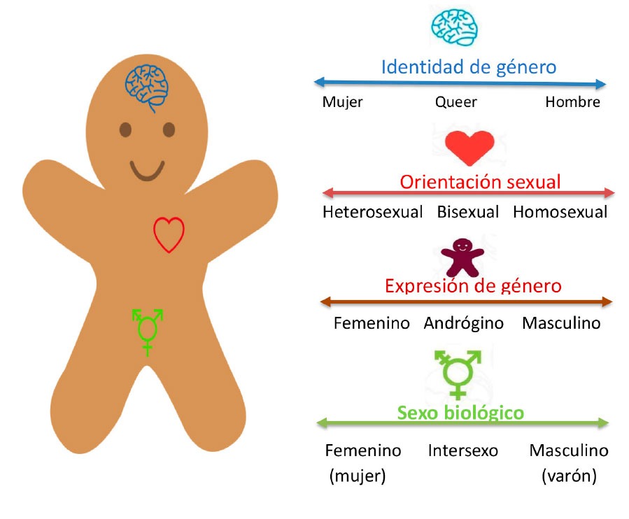 representacion de genero en identidad y pertenencia social