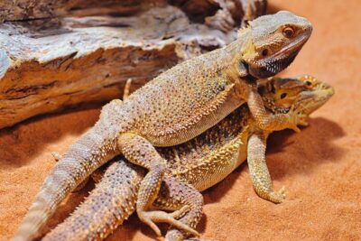 reproduccion de reptiles procesos tipos y caracteristicas clave