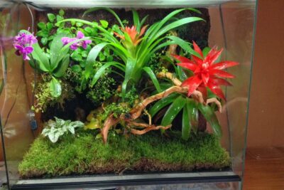 reproduccion efectiva de plantas exoticas en terrarios