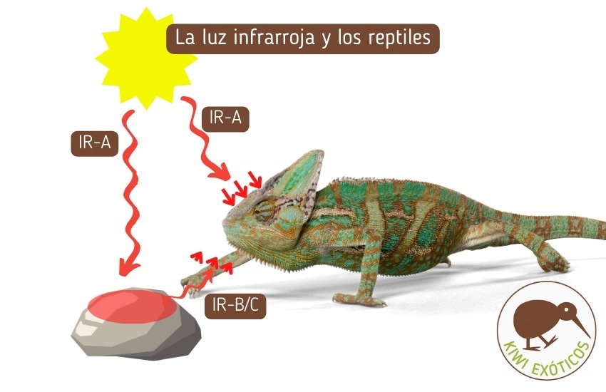 reptiles necesitan realmente luz de espectro completo
