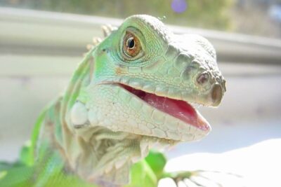 requerimientos de humedad esenciales para cuidar la iguana verde