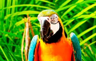 requisitos legales para la importacion de un pajaro exotico