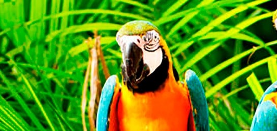 Requisitos legales para la importación de un pájaro exótico 1 requisitos legales para la importacion de un pajaro