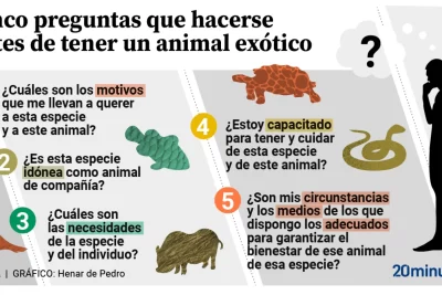 responsabilidades al cuidar un animal exotico en casa