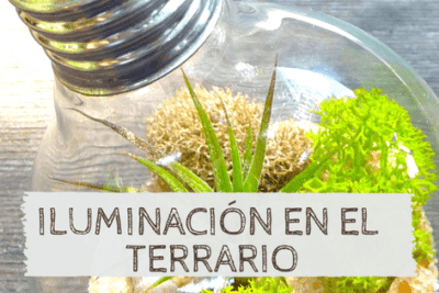 se deben usar protectores de bombillas en el terrario