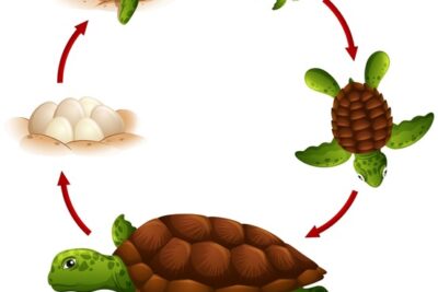 secuencia de alimentacion para crias de reptiles