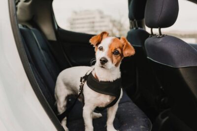 seguimiento del estres de tu mascota durante el viaje