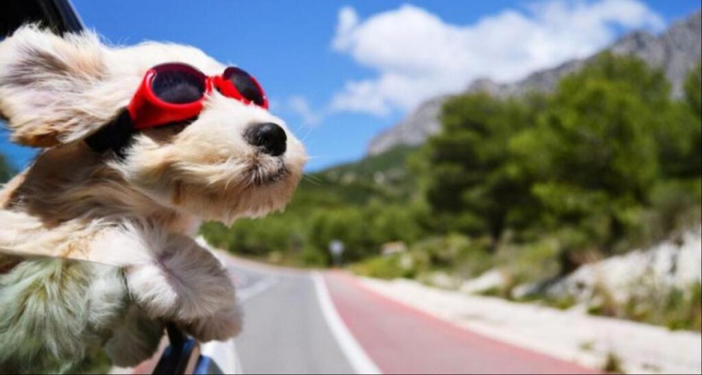 seguridad en viajes con mascotas cuantas horas es recomendable
