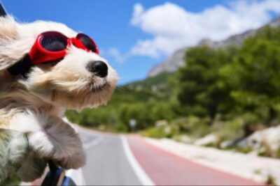 seguridad en viajes con mascotas cuantas horas es recomendable