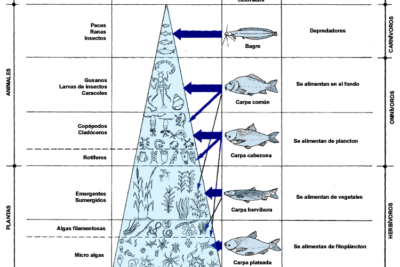 seleccion de los mejores alimentos para cria de peces