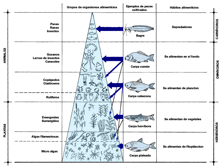 Selección de los mejores alimentos para cría de peces 1 seleccion de los mejores alimentos para cria de peces